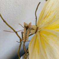 Vanillefarbene Magnolien Dekoblume Krepppapierblume Bild 3