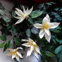 Vanillefarbene Magnolien Dekoblume Krepppapierblume Bild 4