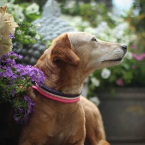 Hundehalsband aus Tau, alle Größen, verstellbar, schwarz, rosegold, Verschluss mit Leder und Schnalle Bild 8