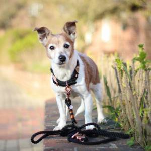 Hundehalsband aus Tau, alle Größen, verstellbar, schwarz, rosegold, Verschluss mit Leder und Schnalle Bild 9