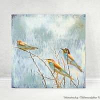 BIENENFRESSER Tierbild Vögel auf Holz Leinwand Kunstdruck Wanddeko Landhausstil Vintage Style Shabby Chic günstig kaufen Bild 1