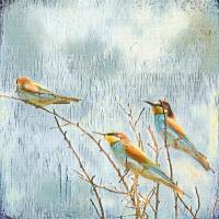 BIENENFRESSER Tierbild Vögel auf Holz Leinwand Kunstdruck Wanddeko Landhausstil Vintage Style Shabby Chic günstig kaufen Bild 7