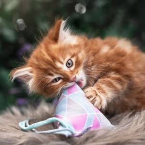 Pyramide für Katzen | Katzenspielzeug mit Baldrian | Triangle Catpy, Spielkissen Bild 1