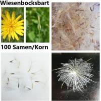 Saatgut, 100 Samen/Korn Wiesenbocksbart, Tragopogon pratensis, Schirmfliegersamen, Pusteblumen Bild 1