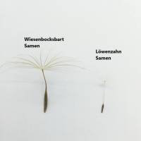 Saatgut, 100 Samen/Korn Wiesenbocksbart, Tragopogon pratensis, Schirmfliegersamen, Pusteblumen Bild 3