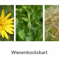 Saatgut, 100 Samen/Korn Wiesenbocksbart, Tragopogon pratensis, Schirmfliegersamen, Pusteblumen Bild 5