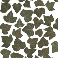 Bastelzubehör, Naturmaterial, 30 getrocknete Efeu Blätter, Laub, Efeublätter Bild 1