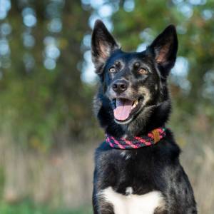 Hundehalsband, verstellbar, schwarz, grau, lachs, pink, Leder grau und Schnalle Bild 9