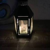 LED Laterne klein - Kätzchen Bild 3