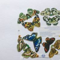Poesiebilder 24 Schmetterlinge 4 cm bis 6,5 cm Kartenaufleger, Aufleger zur Kartengestaltung Bild 3