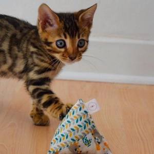 Pyramide Spielkissen für Katzen | Matatabi Silvervine Faultier Bild 2