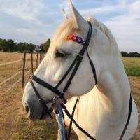 Stirnband / Stirnriemen für Pferde in breiter Blümchenoptik Regenbogen V2 mit silbernen Perlem Bild 7