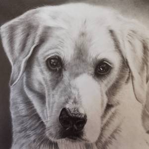 Tierzeichnung personalisiert, DIN A4, Tierportrait nach Foto, Hundezeichnung, Katzenzeichnung, handgezeichnetes Bild, Bl Bild 1