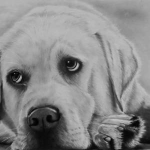 Tierzeichnung personalisiert, DIN A4, Tierportrait nach Foto, Hundezeichnung, Katzenzeichnung, handgezeichnetes Bild, Bl Bild 2