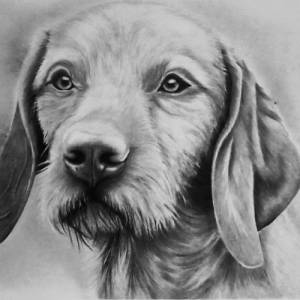 Tierzeichnung personalisiert, DIN A4, Tierportrait nach Foto, Hundezeichnung, Katzenzeichnung, handgezeichnetes Bild, Bl Bild 3