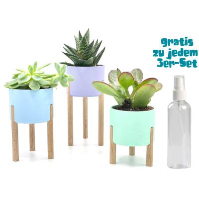 3er-Set Sukkulente und Kaktus Pflanztopf, Blumentopf auf Stelzen in über 50 Farben