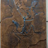 Replikat des weltberühmten Urvogels Archaeopteryx in Museums Qualität; Fossilien Abdruck, Nachbildung, Tier, Tiere, Tier Bild 1