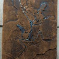 Replikat des weltberühmten Urvogels Archaeopteryx in Museums Qualität; Fossilien Abdruck, Nachbildung, Tier, Tiere, Tier Bild 2