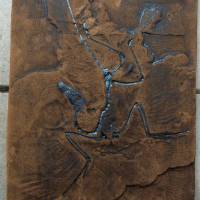 Replikat des weltberühmten Urvogels Archaeopteryx in Museums Qualität; Fossilien Abdruck, Nachbildung, Tier, Tiere, Tier Bild 3