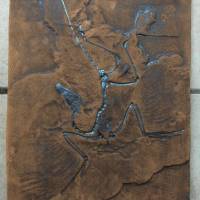 Replikat des weltberühmten Urvogels Archaeopteryx in Museums Qualität; Fossilien Abdruck, Nachbildung, Tier, Tiere, Tier Bild 4