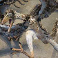 Replikat des weltberühmten Urvogels Archaeopteryx in Museums Qualität; Fossilien Abdruck, Nachbildung, Tier, Tiere, Tier Bild 5