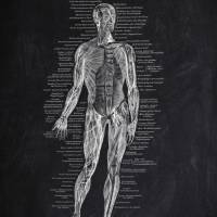 The Muscles No. 1 - Patent-Style - Anatomie-Poster Bild 2