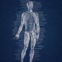 The Muscles No. 1 - Patent-Style - Anatomie-Poster Bild 3