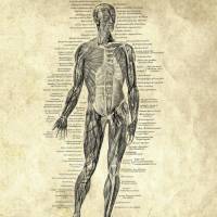 The Muscles No. 1 - Patent-Style - Anatomie-Poster Bild 4
