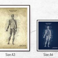 The Muscles No. 1 - Patent-Style - Anatomie-Poster Bild 5