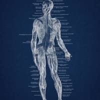 The Muscles No. 2 - Patent-Style - Anatomie Poster Bild 3