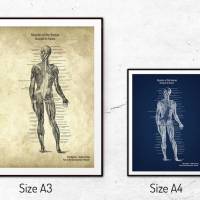 The Muscles No. 2 - Patent-Style - Anatomie Poster Bild 5