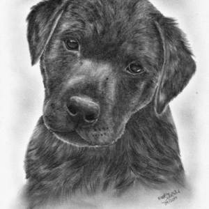 handgezeichnete Grußkarte Sketchy 13x13 cm skizzenhafte Zeichnung von Deinem Haustier, Bleistift, nach Fotovorlage, Tier Bild 3