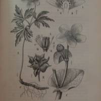 Biologisches Unterrichtswerk  -  Loews Pflanzenkunde  Ausgabe B: Für Realanstalten  1910 Bild 3