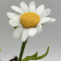 Margerite- Blumenkind - Jahreszeitentisch - Sommer Bild 7