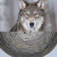 Twister Bobbel Farbwelt Wolf Bild 1