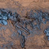 Fossil eines Urpferdchen Replik in Museums Qualität. Tierfossilien Messel Pferd Säugetiere Bild 1