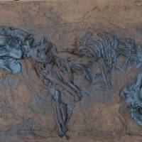 Fossil eines Urpferdchen Replik in Museums Qualität. Tierfossilien Messel Pferd Säugetiere Bild 2