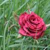 Rosenblüte handgefilzt aus feinster Wolle Bild 4