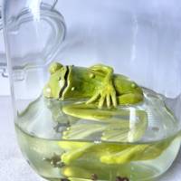 Der Spreewaldfrosch, Pickles, saure Gurken, Frosch Skulptur, Frosch im Glas, Froschkönig, Froschplastik, modellierter Fr Bild 2