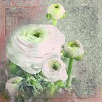 RANUNKELBLÜTE im Vintage Style Blumenbild auf Holz Leinwand Kunstdruck Wanddeko Landhausstil Shabby Chic günstig kaufen Bild 7