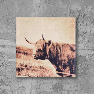 Leinwandbild Hochlandrind – Fotografie von der Isle of Skye, Schottland 20 x 20 cm