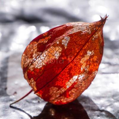 Physalis Fotografie Kunstdruck Hahnemühle FineArt Baryta