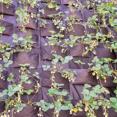 Erdbeeren Fotografie Kunstdruck Aluminiumdibond