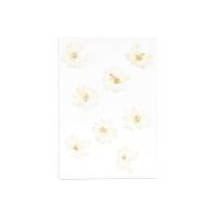 Rittersporn weiß Blüten gepresst 8 Stück Bild 1