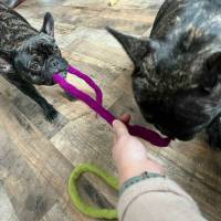 Filzschlange | Filzschnur Katzenspielzeug I Hundespielzeug Bild 4