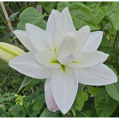 Madonnen-Lilien Blüte, weiß (Nr.1), als digitaler Download