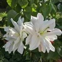 Madonnen-Lilien Blüte, weiß (Nr.2), als digitaler Download Bild 1