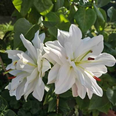 Madonnen-Lilien Blüte, weiß (Nr.2), als digitaler Download