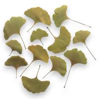 Bastelzubehör, Naturmaterial, 50 getrocknete Ginkgo Blätter grün-gelb, Laub Bild 1