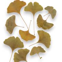 Bastelzubehör, Naturmaterial, 50 getrocknete Ginkgo Blätter grün-gelb, Laub Bild 2